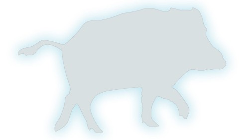 naklejka-dzik-bialy-odblask.jpg