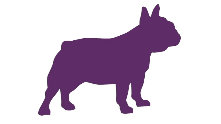 naklejka-buldog-francuski-2-fioletowa.jpg