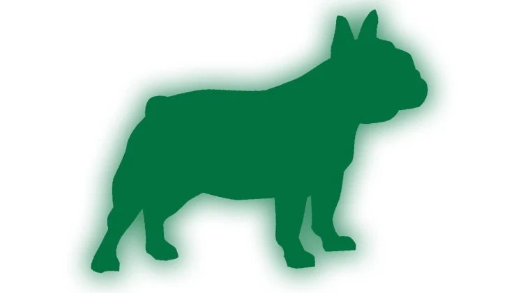 naklejka-buldog-francuski-2-zielony-odblask.jpg