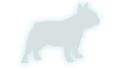 naklejka-buldog-francuski-2-bialy-odblask.jpg