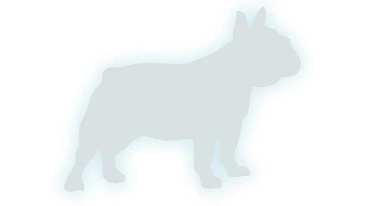 naklejka-buldog-francuski-2-bialy-odblask.jpg