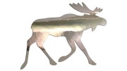 naklejka-spacerujacy-los-chrom.jpg