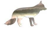naklejka-lis-chrom.jpg