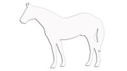 naklejka-kon-3-biala.jpg