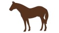 naklejka-kon-3-ciemny-brazowy.jpg