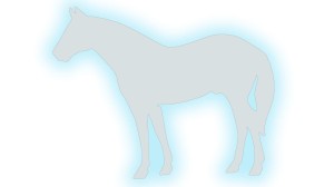 KOŃ #3 - kolory odblaskowe