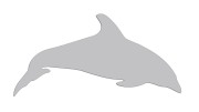 naklejka-delfin-2-jasny-szary.jpg