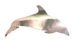 DELFIN #2 - kolory - chrom