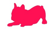naklejka-buldog-francuski-3-rozowa-neon.jpg