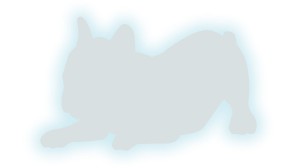 BULDOG FRANCUSKI #3 - PIES - kolory odblaskowe