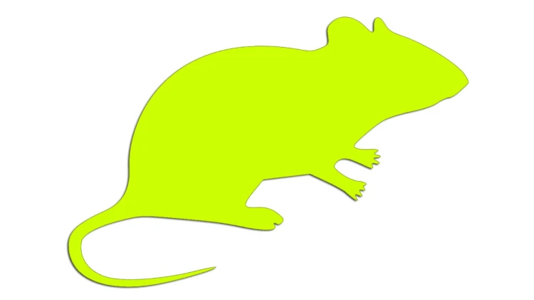 naklejka-mysz-myszka-zolta-neon.jpg