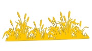 naklejka-palka-wodna-zarosla-typha-zolta.jpg