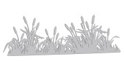 naklejka-palka-wodna-zarosla-typha-jasny-szary.jpg