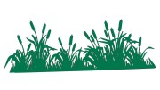 naklejka-palka-wodna-zarosla-typha-zielona.jpg