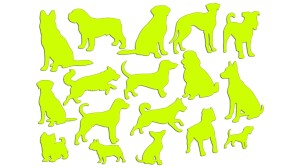 PIESKI, PSY 17 SZTUK RÓŻNE RASY - kolory neonowe