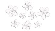 Naklejki KWIATY HAWAJSKIE - Plumeria - Zestaw 8 szt. białe